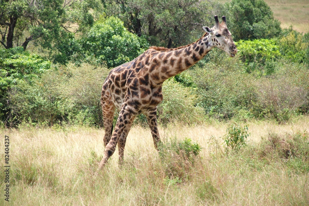 Naklejka premium キリン