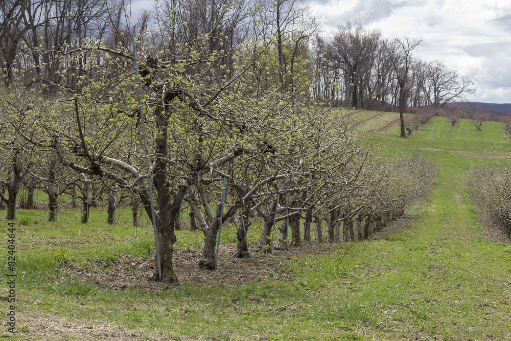Apple Orchard Spring