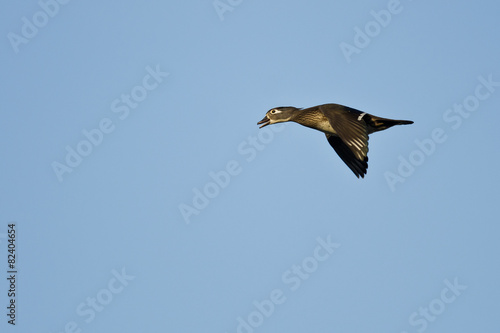 Female Wood Duck Flying in a Blue Sky