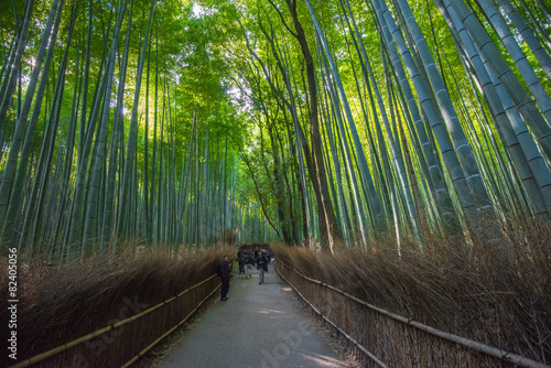 Bamboo grove in Arashiyama, Kyoto, Japan