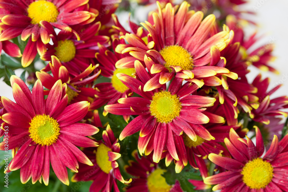 Beautiful spring red and yellow flower Beautiful spring red and yellow flower