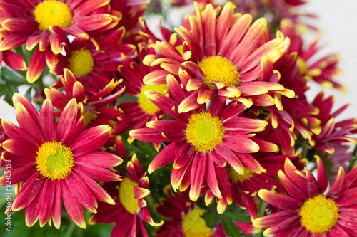Beautiful spring red and yellow flower