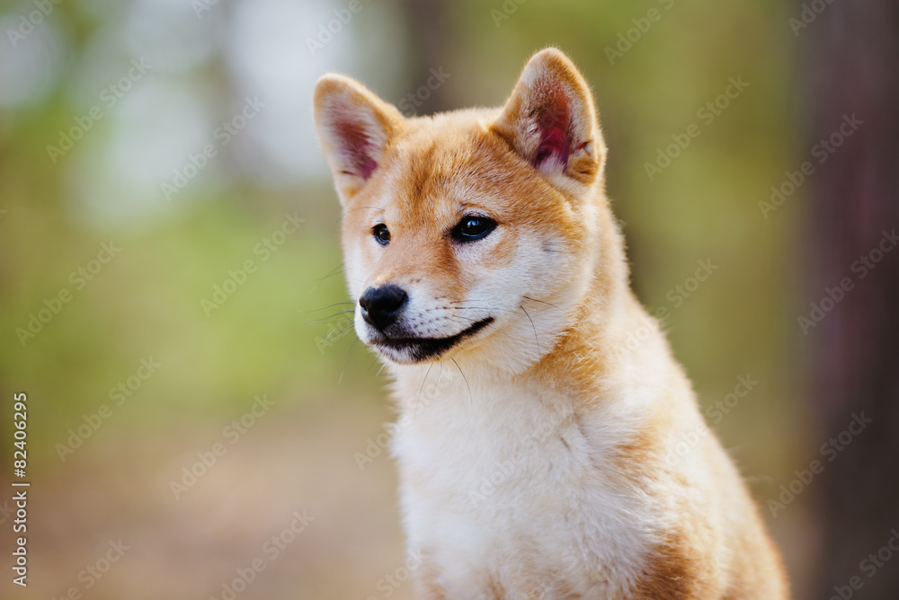red shiba-inu puppy portrait