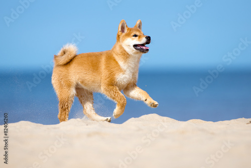 Obraz na płótnie shiba-inu puppy running on a beach