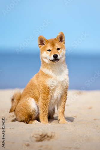 adorable shiba-inu puppy sitting on a beach
