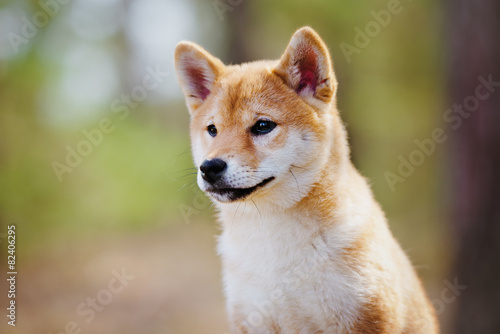Fototapeta Naklejka Na Ścianę i Meble -  red shiba-inu puppy portrait