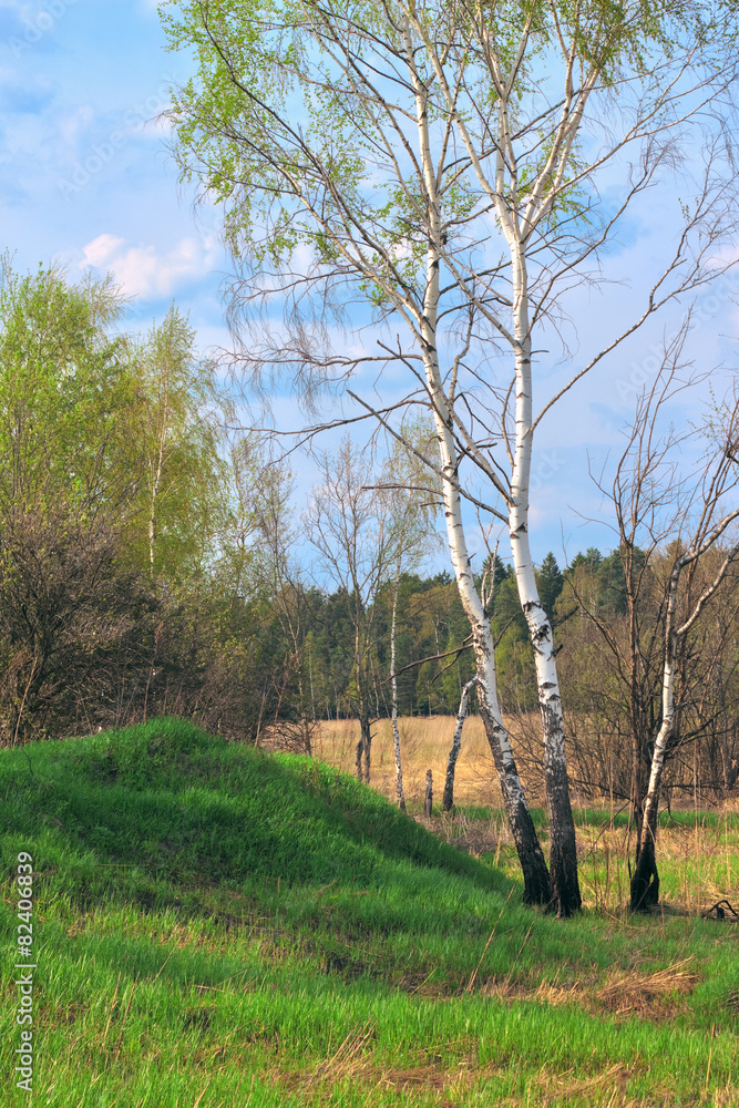 birch in a spring forest