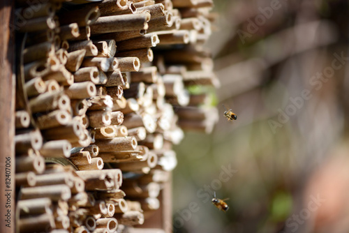 male wild bees flying in front of insect shelter.
