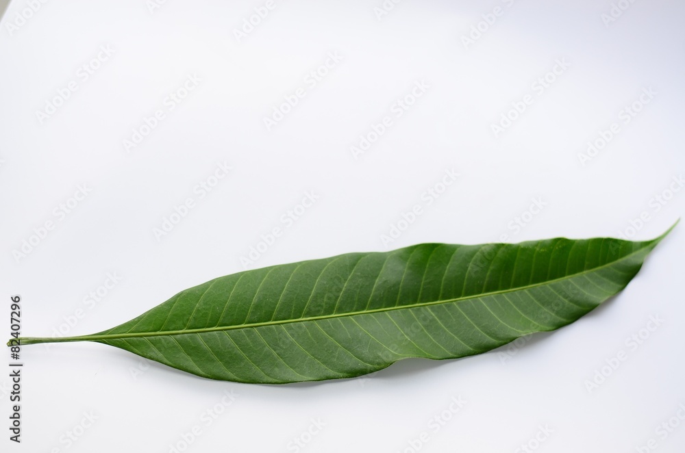 Fototapeta premium leaf tree