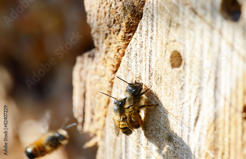mating wild solitary bee Osmia bicornis on insect hotel. insect