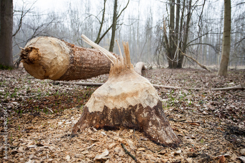 Environmental risk: A tree taken down by European Beaver photo