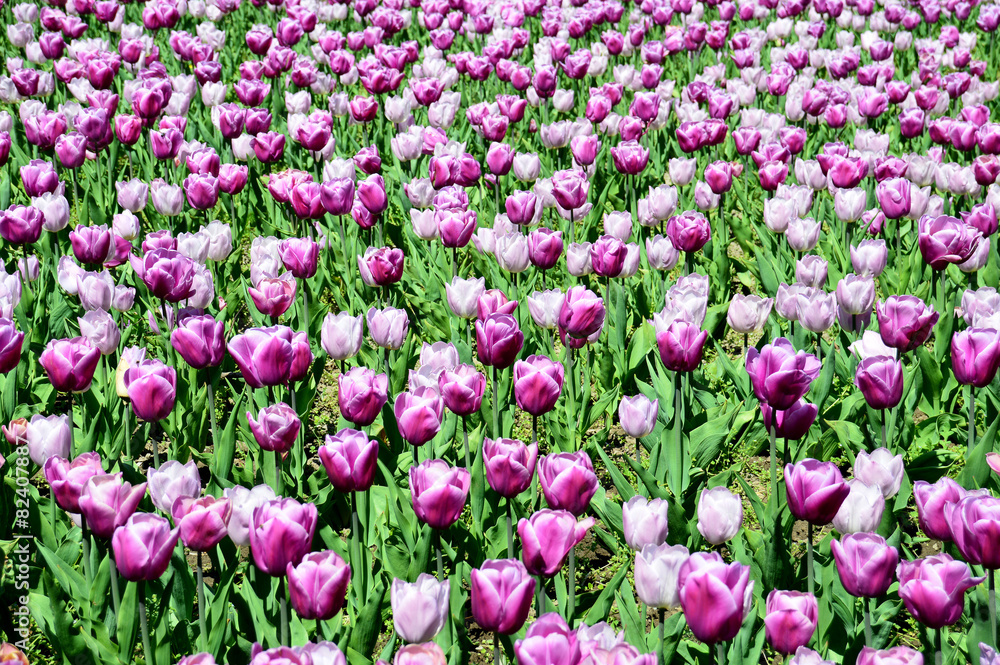 Tulpen in violett und rosa
