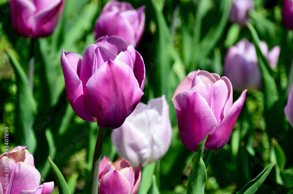 Obraz premium Tulpen in violett und rosa