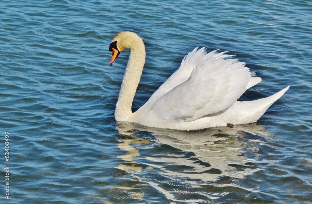 Schwan auf dem Bodensee Schwan auf dem Bodensee