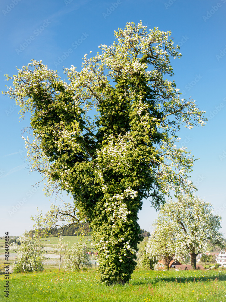 Obraz premium Frühling
