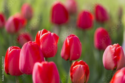 Tulpen