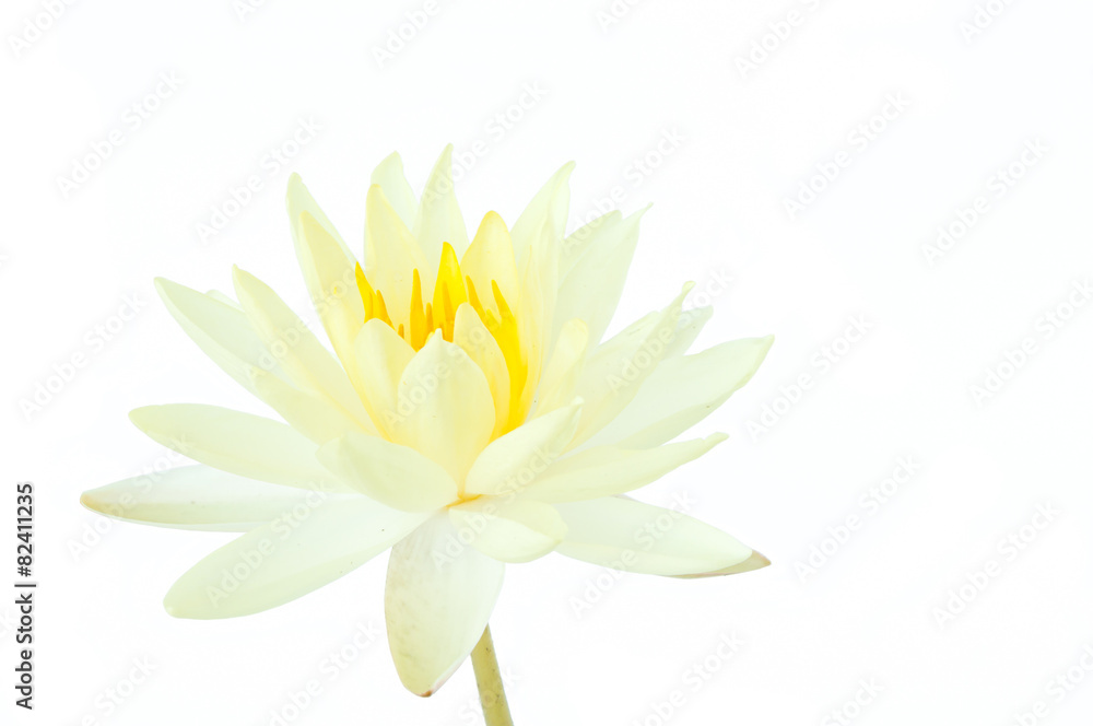white lotus flower isolated on white background (water lily)