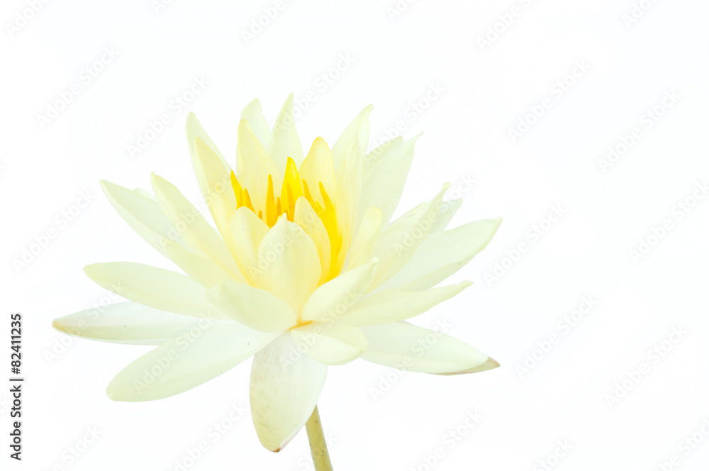 Fototapeta premium white lotus flower isolated on white background (water lily)