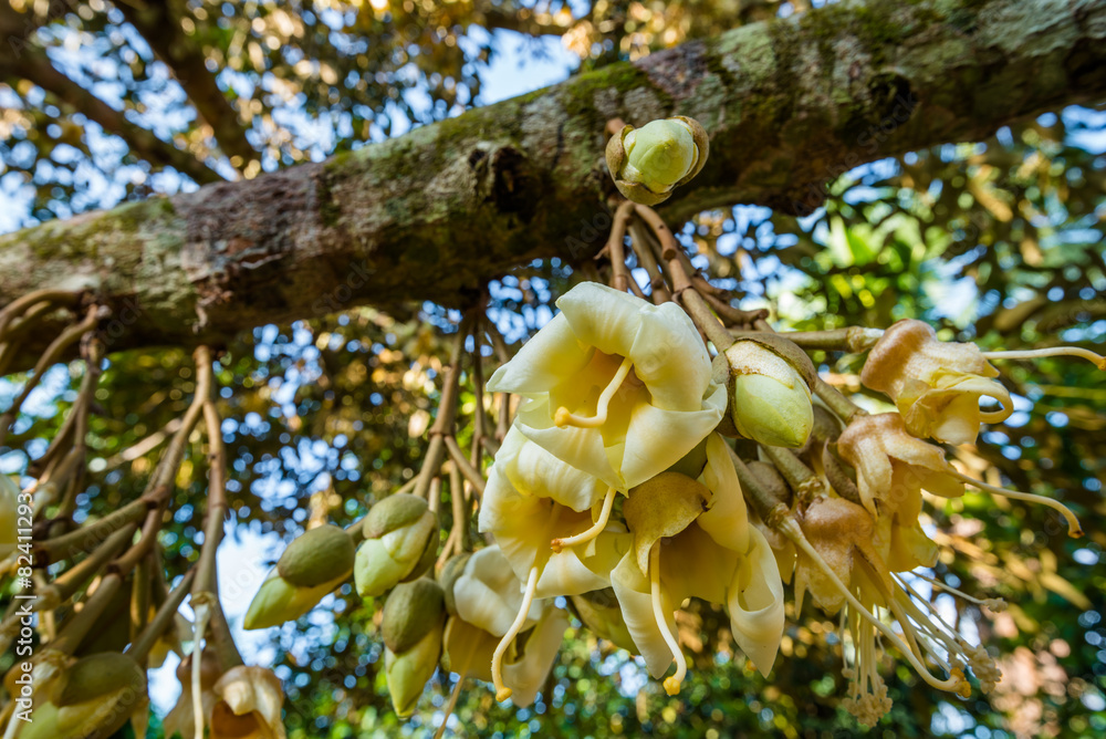 fresh flowers of durian on tree in the orchard