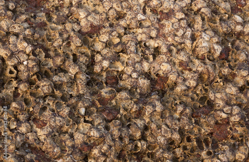 Texture of shells on the stone Texture of shells on the stone