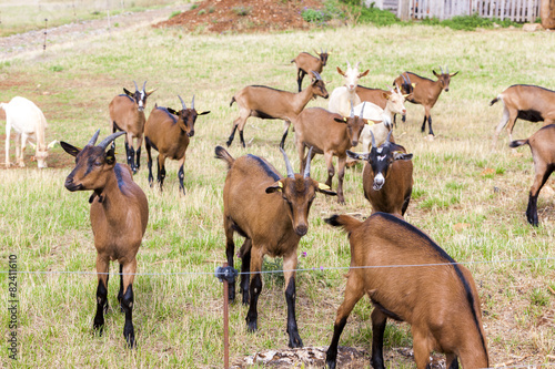herd of goats  Aveyron  Midi Pyrenees  France