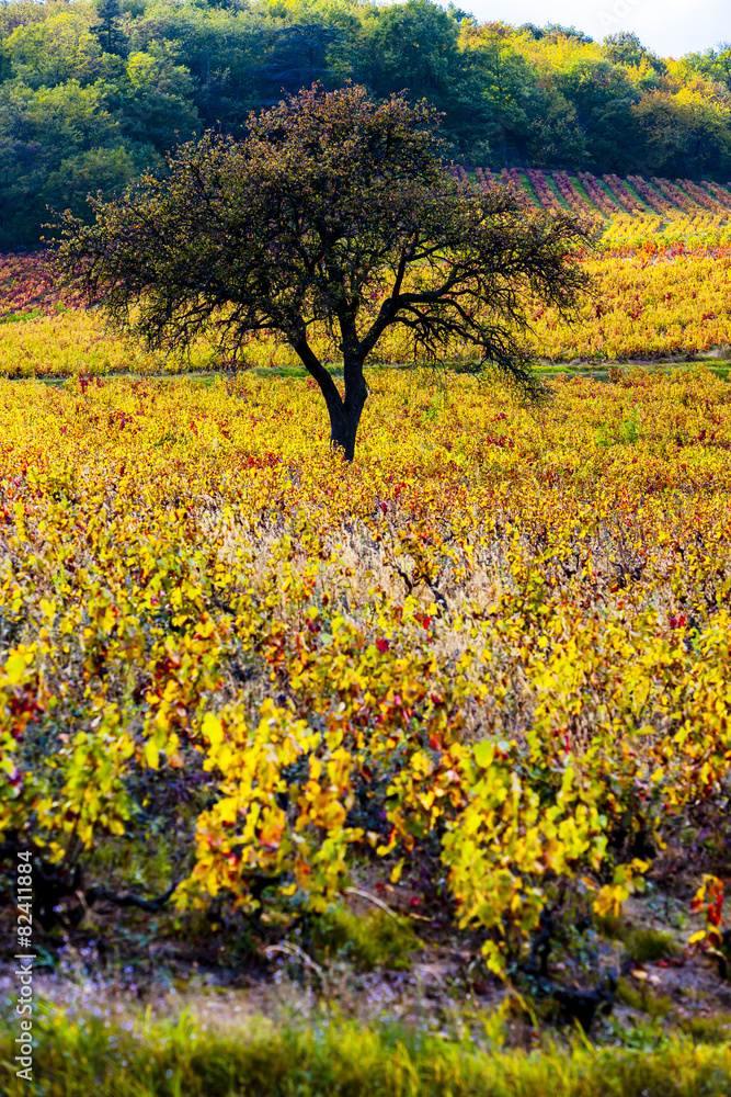 vineyard with tree in Beaujolais, Rhone-Alpes, France