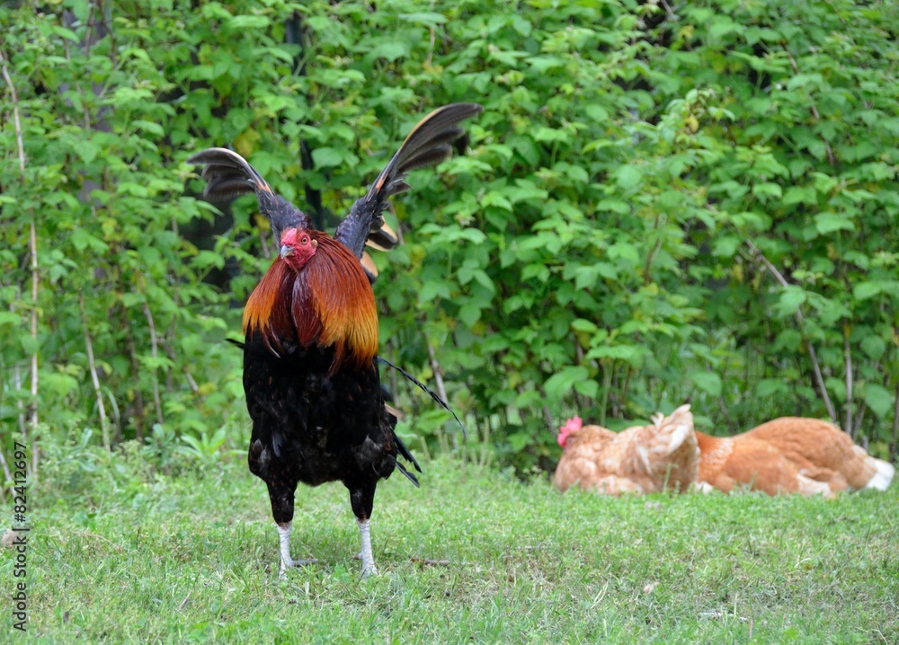 Fototapeta premium Rooster flapping his wings, feathers in the air