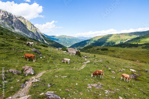 Kühe im Obernbergertal