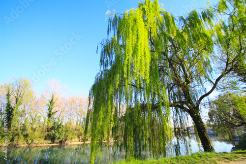 Slika na platnu weeping willow