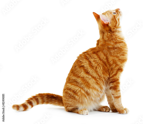Portrait of red cat isolated on white