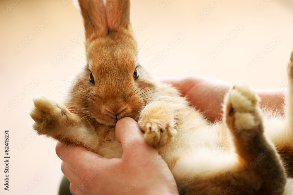 Obraz premium Woman holding little cute rabbit close up