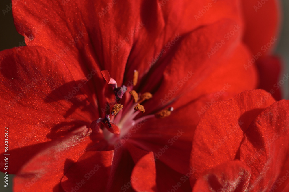 Flower. Flower.