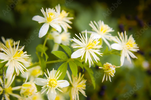 Close up of Old Man s Beard or Clematis Vitalba flowers under the warm italian sun