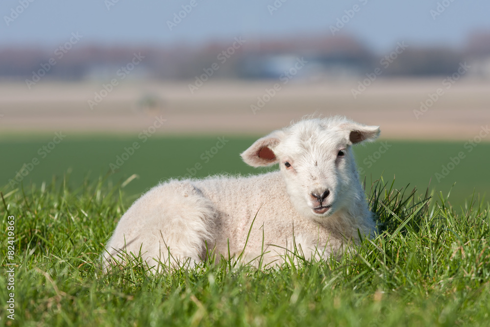 Cute lamb lying in grass, The Netherlands Cute lamb lying in grass, The Netherlands