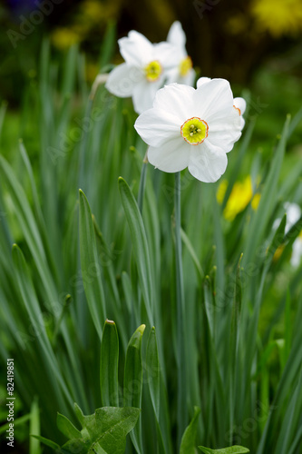 Narcissus flowers