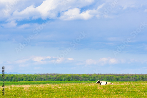 Organic farm cow sitting in field