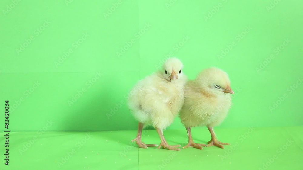 baby chickens green screen baby chickens green screen