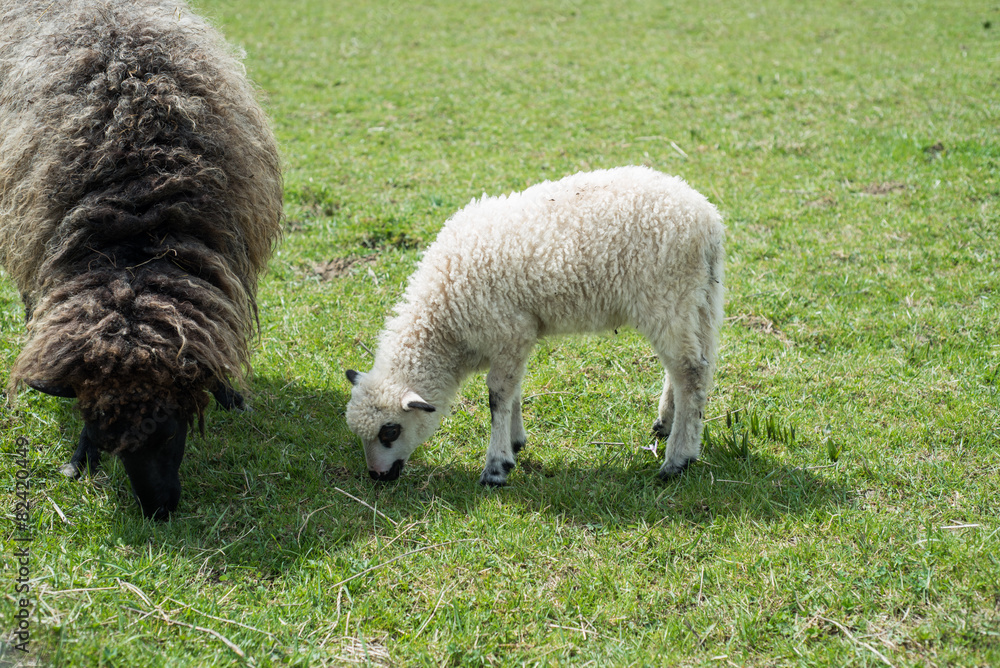 sheeps on field