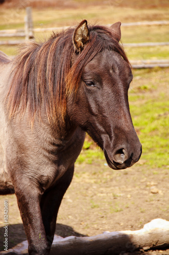 Portraits of horse. © vovik_mar