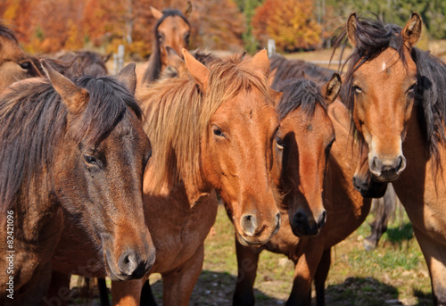 Group of young horses on the pasture.