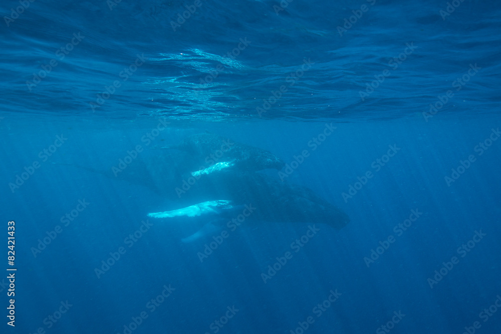 Fototapeta premium Whales at Surface of Atlantic Ocean