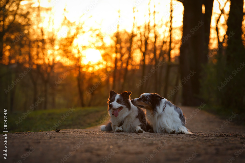 Hundezuneigung im Sonnenunterlicht