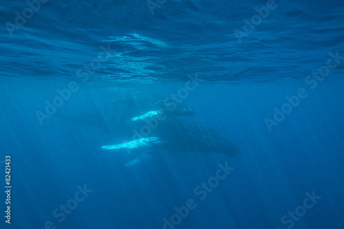 Whales at Surface of Atlantic Ocean