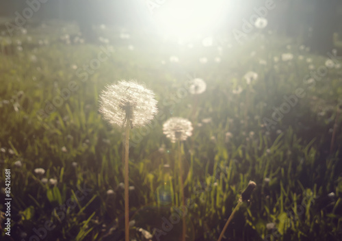 Beautiful dandelion