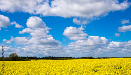 Rape Seed Field