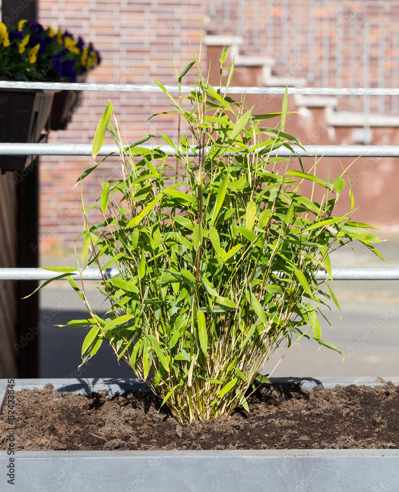 Fototapeta premium Fargesia murielae in einem Blumenkübel