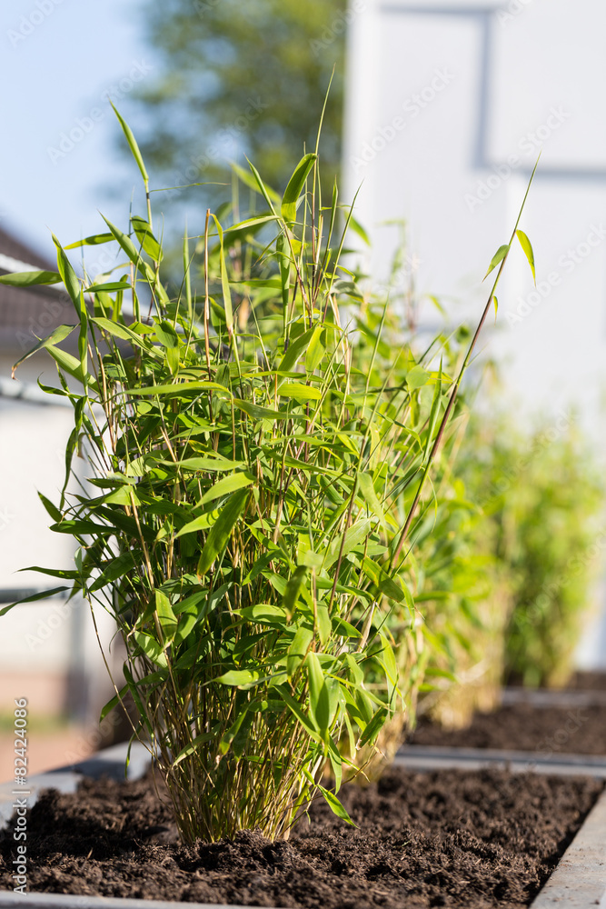 Fototapeta premium Fargesia murielae in einem Blumenkübel