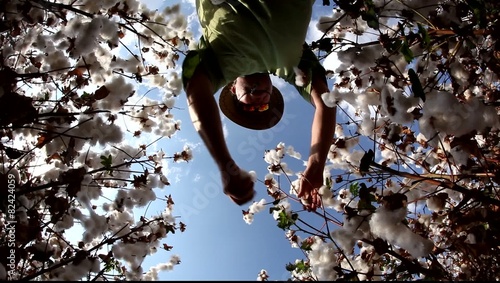 A farmer picks cotton wool for lab testing for quality control MRL