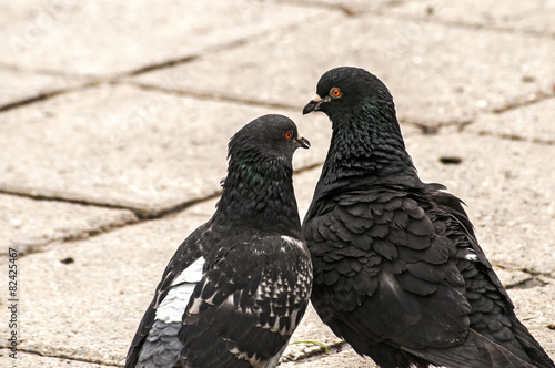 Two rock feral pigeon doves together on pavement background