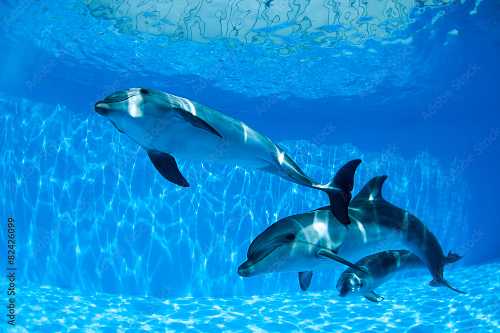Naklejka premium Dolphins